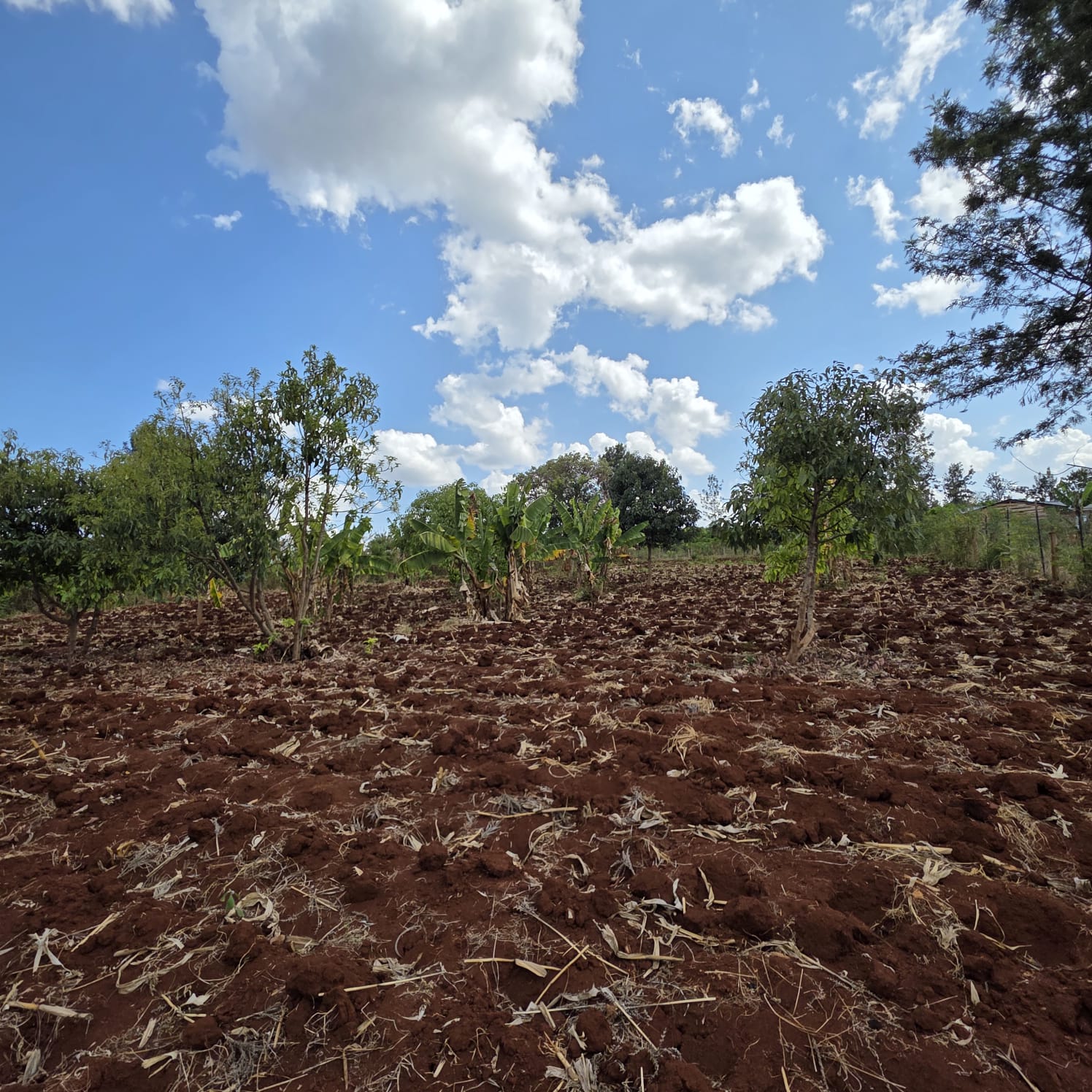 2 (50 BY 100) 1/8 ACRE PLOT