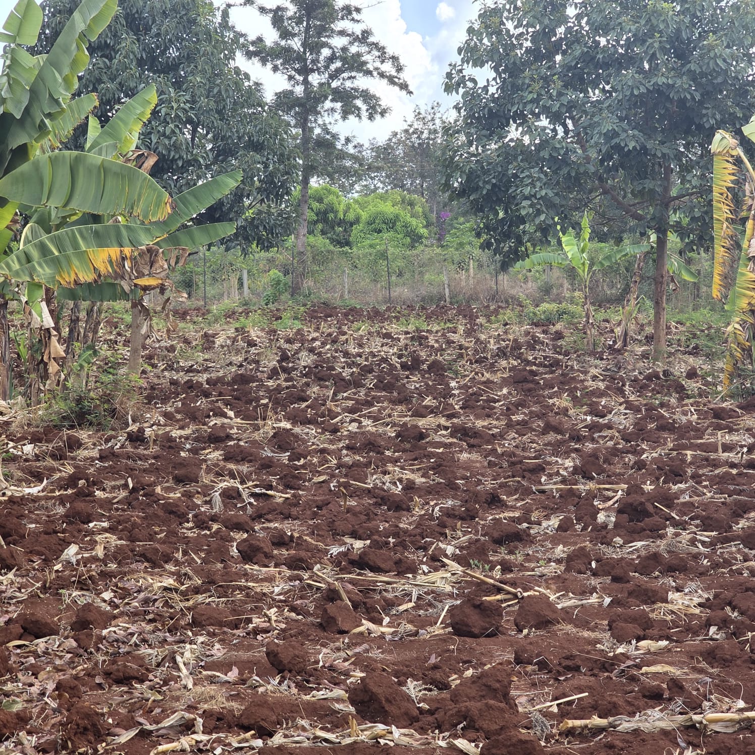 2 (50 BY 100) 1/8 ACRE PLOT