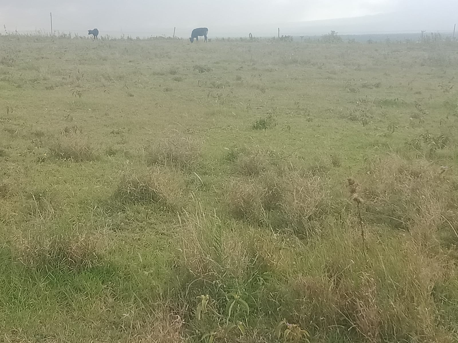 1/2 ACRE PLOT
